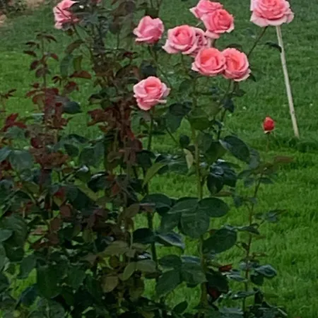 Lejlighed Tavernetta La Lavanda Annessa A Assisi