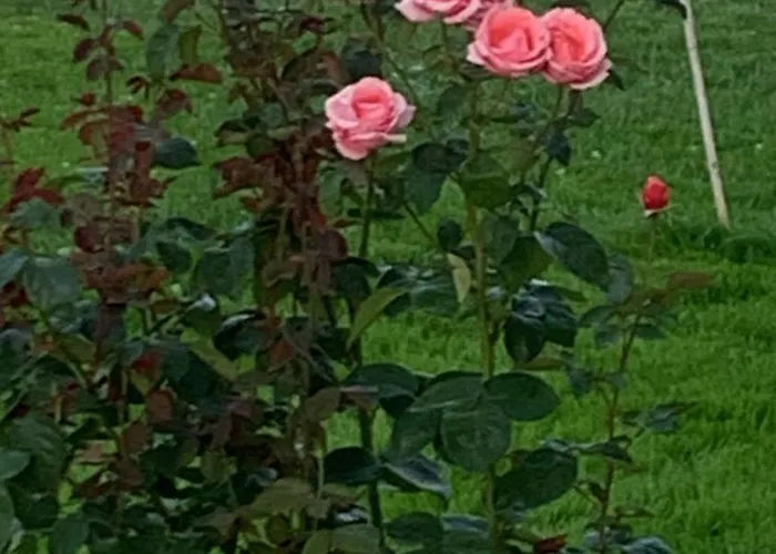 アパート Tavernetta La Lavanda Annessa A アッシジ